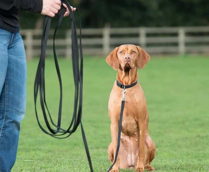 Company of Animals - Recall Training Long Line Dog Lead