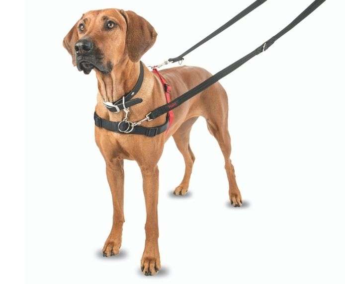 HALTI Front Control Dog Harness on brown dog for gentle pulling control.