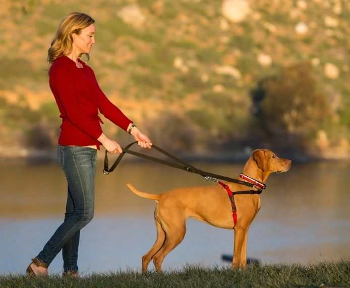 Dog wearing HALTI Front Control Harness on a walk.