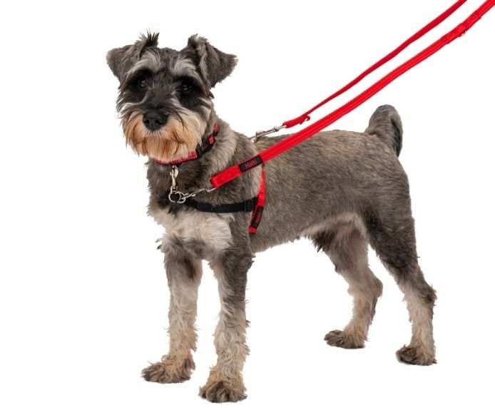 HALTI Front Control Dog Harness on a small dog, gentle pulling solution.