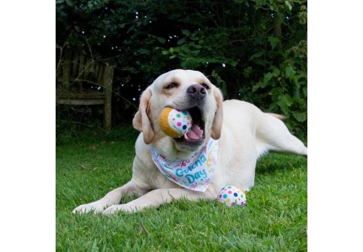 Labrador with Ancol Pawty Time Dog Tennis Ball on grass.