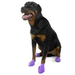 Dog wearing purple Pawz dog boots.