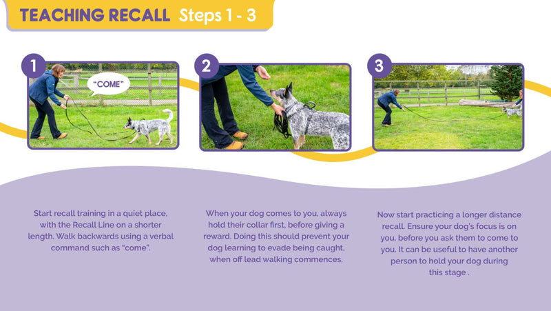 Company of Animals - Recall Training Long Line Dog Lead