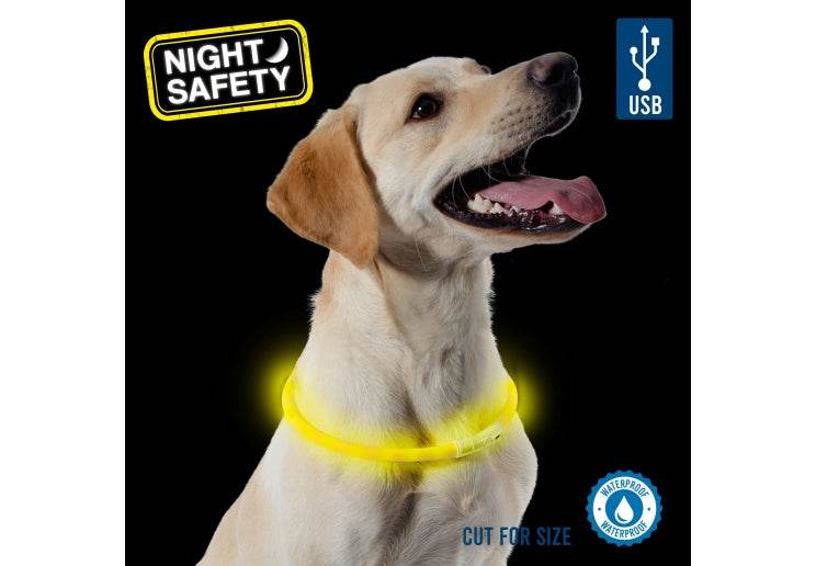 Golden retriever wearing a yellow LED flashing collar for night safety, featuring USB charging and waterproof design.