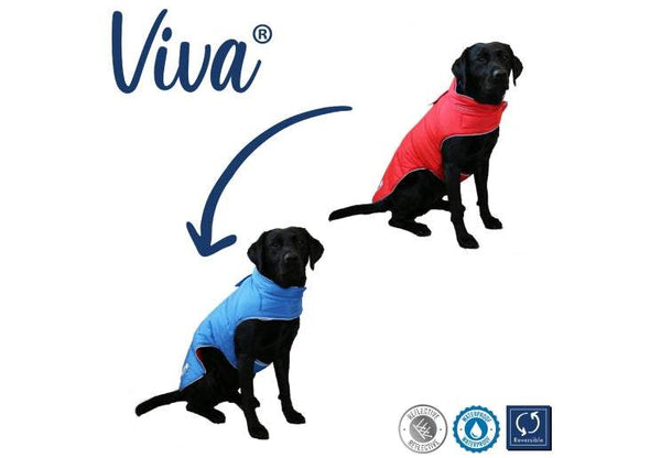 Ancol Viva Reversible Dog Coat Red/Blue on a dog, showcasing red and blue sides.